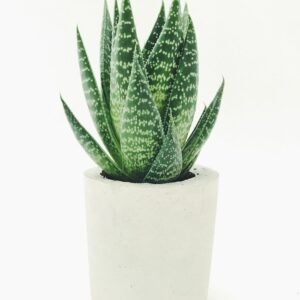 2-Tier Lucky Bamboo in Glass Bowl